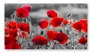 Cuadro amapolas rojas arte moderno sublimado sobre lienzo